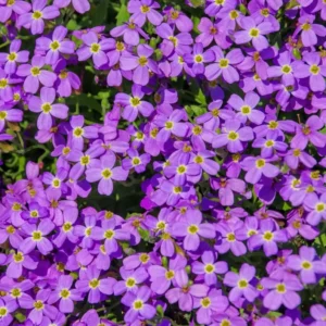 Blue Creeping Thyme Seeds - Ground Cover - 100 Seeds - Blue Flowering