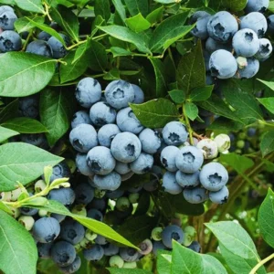 Legacy Blueberry Bushes - Live Blueberry Plants 4-7 Inch Tall - Set of 2