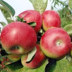 Dwarf Red McIntosh Apple Tree Bare Root Live Plant - Fruit Tree - 2 Years Old 3-4 Feet Tall