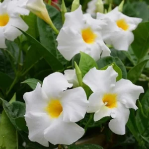 White Mandevilla Plant - Live Vine, 4-6 Inch Tall Flowering Bush Plants