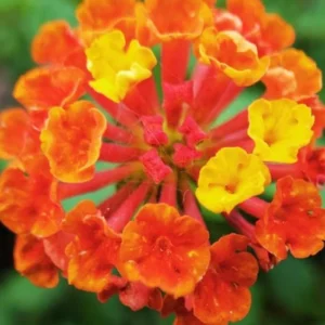 Orange Lantana Live Plants Set - Trailing Outdoor Plants 6-8 Inch