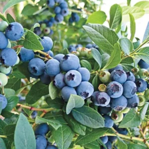 Live Blueberry Plant - 5-12