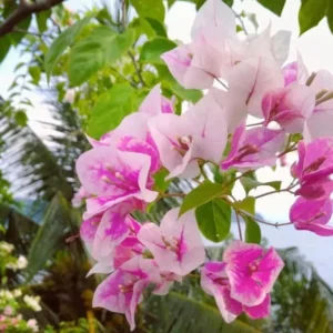 Imperial Thai Delight Bougainvillea Vine Plants - Set of 2 - Outdoor Landscaping