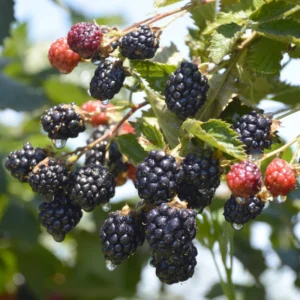 Navaho Thornless Blackberry Plants - 2 Live Bushes Ready to Plant