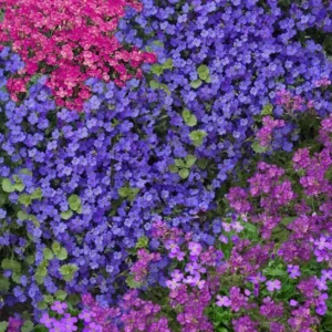 Blue Creeping Thyme Seeds - Ground Cover - 100 Seeds - Blue Flowering