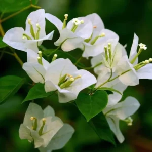 Bougainvillea Plants Live Trailing Vines, 5-9