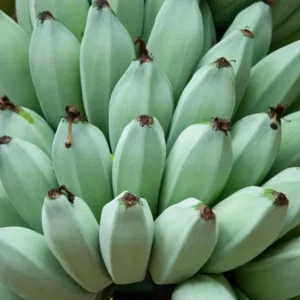 Ice Cream Banana Tree Live Plant - Blue Banana Fruit Plant 5-7 Inch