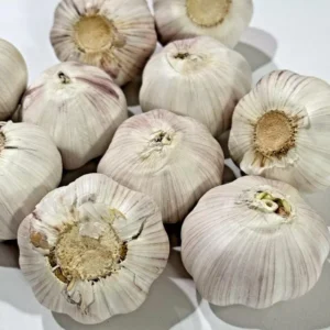 4 Music Garlic Bulbs for Planting and Gardening, Hardneck Garlic Tubers, White Garlic