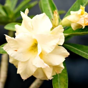 Double Yellow Desert Rose Plant Live 4 Inch Flowering Tree Outdoor