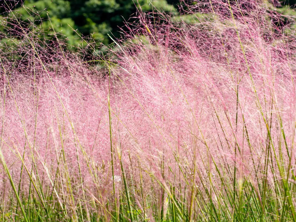 pink muhly grass