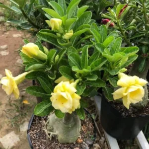 Double Yellow Desert Rose Plant Live 4 Inch Flowering Tree Outdoor