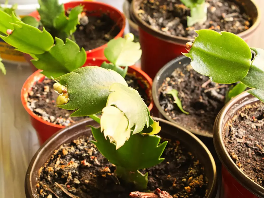 potting Christmas Cactus
