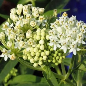 White Milkweed Plants Live, Pack of 2, Outdoor Plants for Monarchs