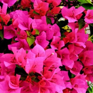 Bougainvillea Plant - 2 Pink Live Plants Rooted 4-6 Inches - Easy Growing