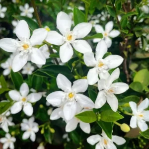 Asian Snow Jasmine Plant Live - Wrightia Antidysenterica - 5-10 Inch Tall Indoor/Outdoor