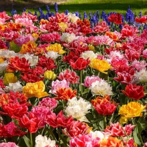 30 Bulbs Double Peony Tulip Mixed Live for Planting, Peony-Flowered Tulip Bulbs Perennial Flowers Bulbs for Garden