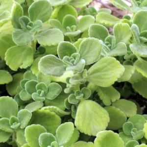Plectranthus Vick Plant Set Live - 2 Pack Herb Plants 4-6 Inch Indoor/Outdoor