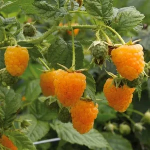 Raspberry Plants Live Pack - 2 Well-Rooted Raspberry Bushes for Fruit Production