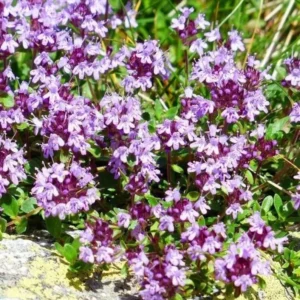 Creeping Thyme Seeds - Ground Cover - 4000 Mixed Seeds - Thymus Serpyllum