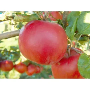 Dwarf Red McIntosh Apple Tree Bare Root Live Plant - Fruit Tree - 2 Years Old 3-4 Feet Tall