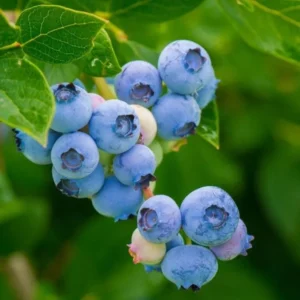 Blueberry Bush Live Plant - Sweet Blueberries Fruit Tree - 5-9 Inch Tall