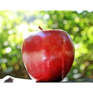 Dwarf Red McIntosh Apple Tree Bare Root Live Plant - Fruit Tree - 2 Years Old 3-4 Feet Tall
