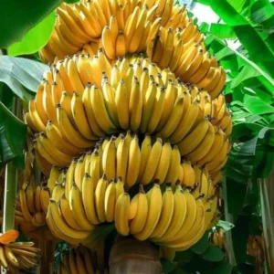 Grand Nain Banana Tree Live Plant - 5-7 Inch Banana Fruit Plant Well Rooted