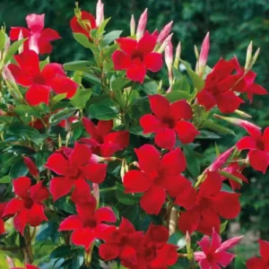 Red Mandevilla Vine Plant - 2 Live Plants 4-7 Inch Tall - Flowering Vine