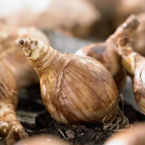 30 Bulbs Double Daffodil Mix Live for Planting, Double Narcissus Bulbs Perennial Flowers Bulbs for Garden