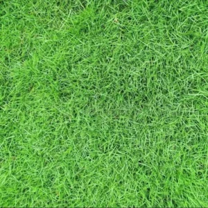 Zoysia Grass Seeds - Lawn & Ornamental Zoysia Japonica Seeds