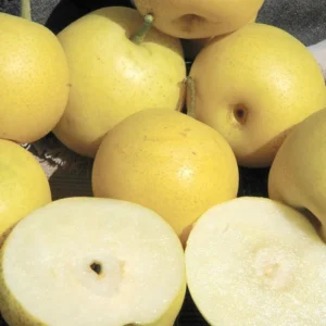 Dwarf Nijisseiki Asian Pear Tree Bare Root Live Plant - Sweetest Asian Pear of All - Fruit Tree - 2 Years Old 3-4 Feet Tall