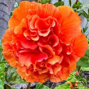 Exotic Hibiscus Plant Set - Live Tropical Flowering Tree - 3-5 Inch Tall