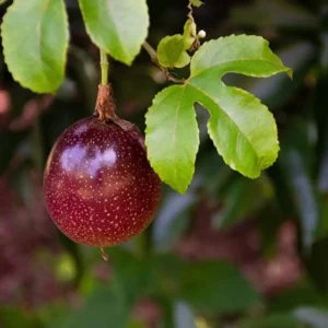 Purple Passion Fruit Vine Plant - Grow Your Own Delicious Fruit