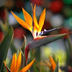 Orange Bird of Paradise Plant - 2 Live Plants 4-7