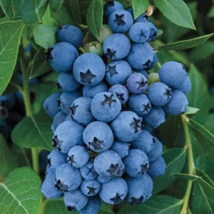 Blueberry Bush Live Plant - Sweet Blueberries Fruit Tree - 5-9 Inch Tall