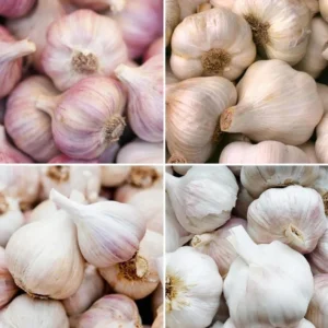 4 Mixed Garlic Bulbs for Planting and Gardening, Hardneck Garlic Tubers, White Red Purple Garlic Bulbs
