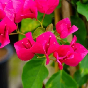 Barbara Karst Bougainvillea Live Plant, 2 Plants, 4-6 Inch Tall, Flowering Vine