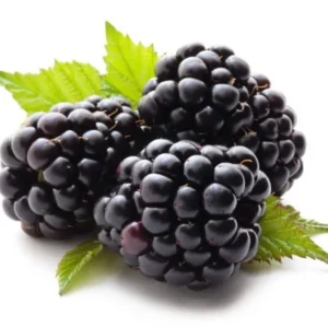 Thornless Blackberry Plants Live for Planting - 2 Pack - Garden Ready