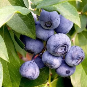 Elliott Blueberry Bush - Live Plant - Fruit Tree - 5-9 Inch Height