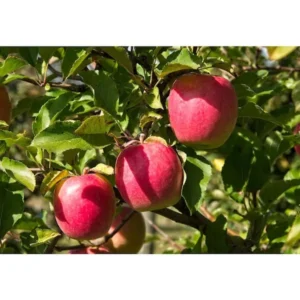 Dwarf Beverly Hills Apple Tree Bare Root - 3-4 Ft Live Fruit Tree