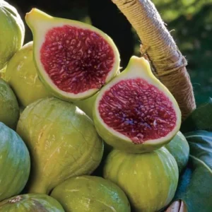 Ischia Fig Tree Live Plant - 4-8 Inches Tall - Ficus Carica - Fruit Plant