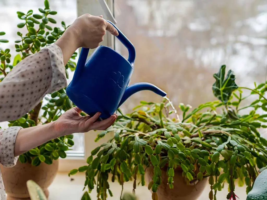 watering christmas cactus