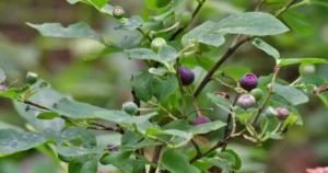 wild huckleberries - Feature image