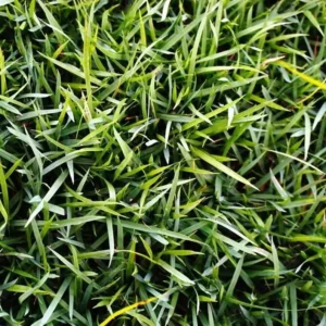 Zoysia Grass Seeds - Zoysia Japonica Ornamental Lawn Seed 1000 Count