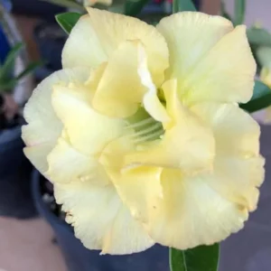 Double Yellow Desert Rose Plant Live 4 Inch Flowering Tree Outdoor