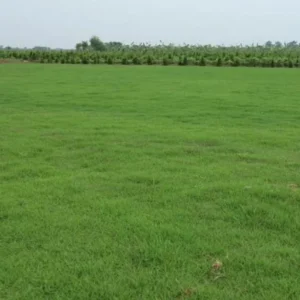 Zoysia Grass Seeds - Zoysia Japonica Ornamental Lawn Seed 1000 Count