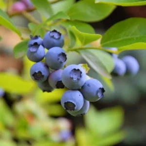 Blueberry Bush Live Plant - Mini Size - Sweet Blueberries Fruit Seedlings