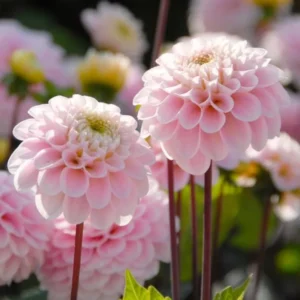 1 Wizard of Oz Dahlia Tuber Live for Planting, Light Pink Dahlia Tuber Easy to Grow Flowers for Your Home and Garden