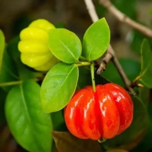 Surinam Cherry Plant Live - 4-6 Inch Tree for Planting