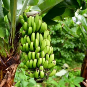 Dwarf Cavendish Banana Tree Live Plant - Garden Ready Outdoor Plant
